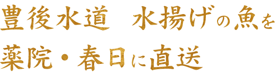 豊後水道　水揚げの魚を